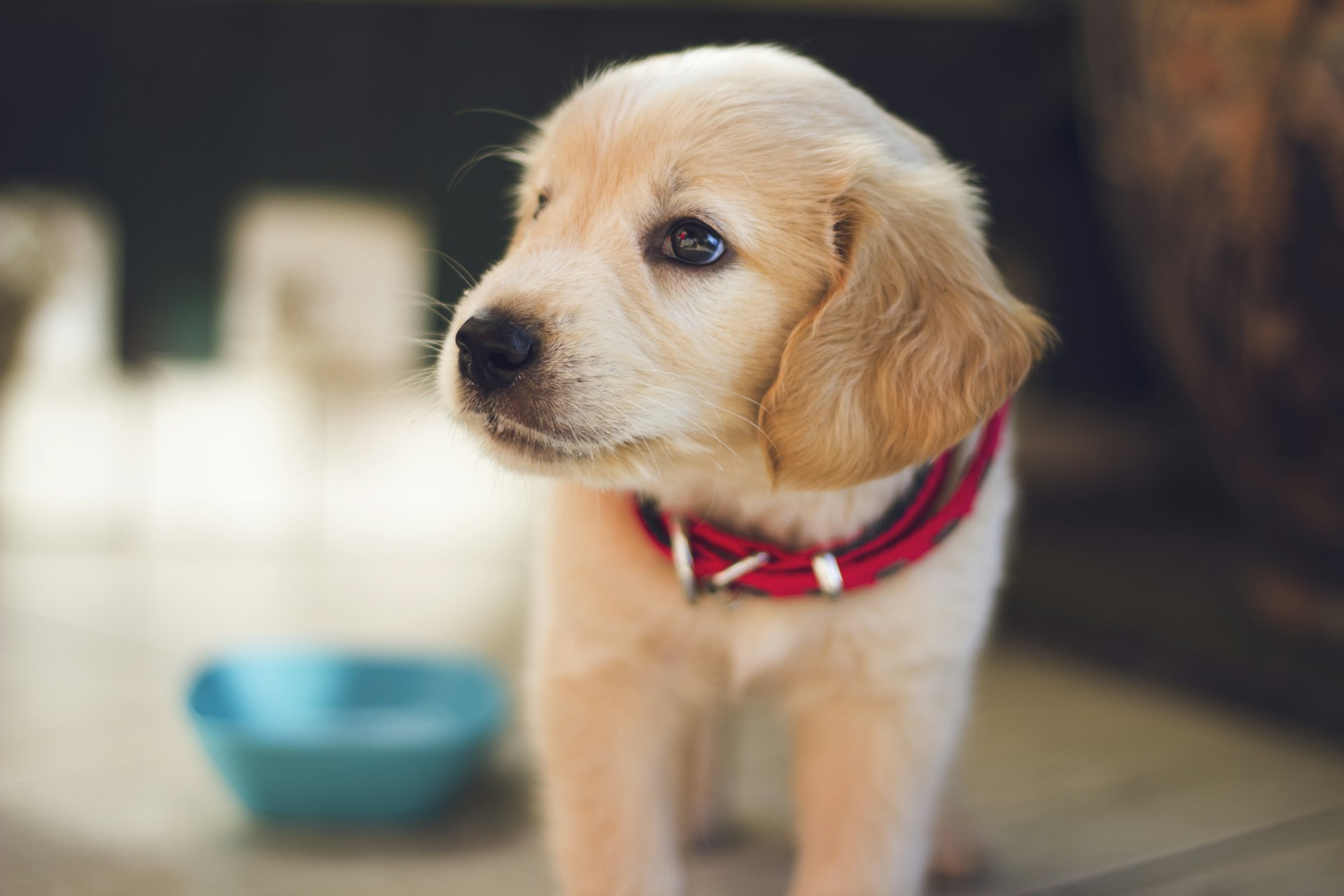 Fall Pet Care Guide: Keeping Your Pets Safe and Healthy This Autumn